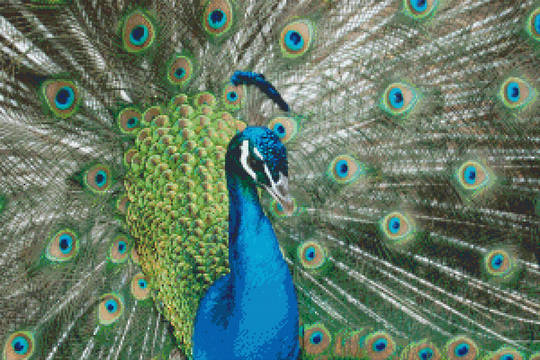 Peacock Thirty [30] Baseplate PixelHobby Mini-mosaic Art Kit